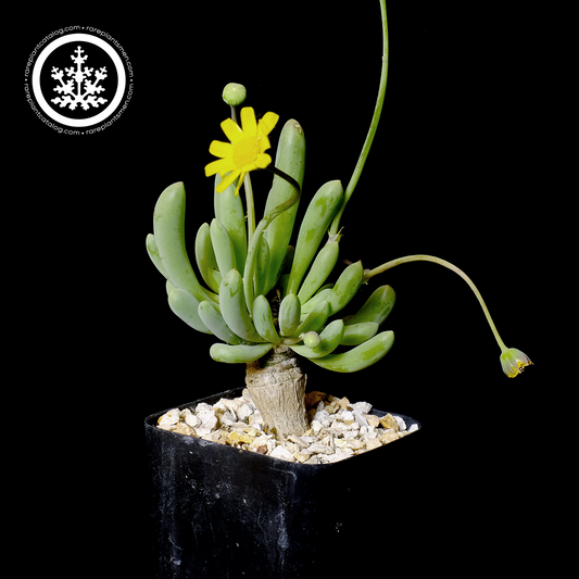 Othonna clavifolia