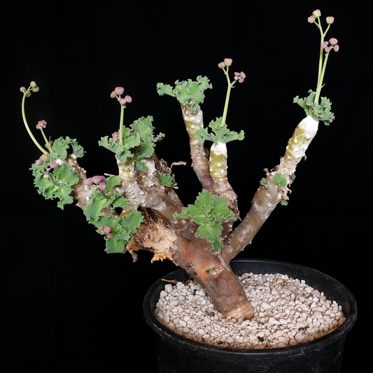 Othonna cremnophila XL specimen