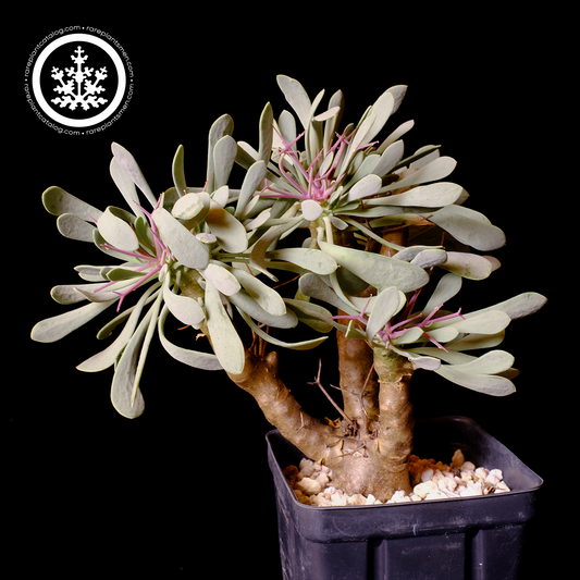 Othonna euphorbioides