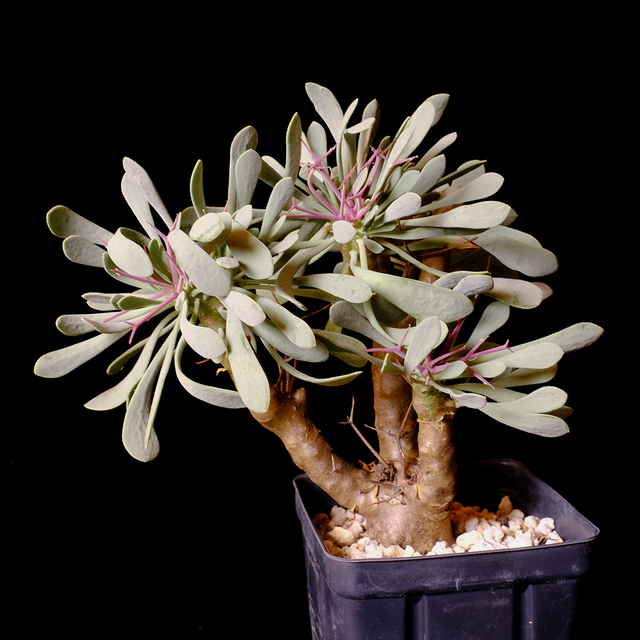 Othonna euphorbioides