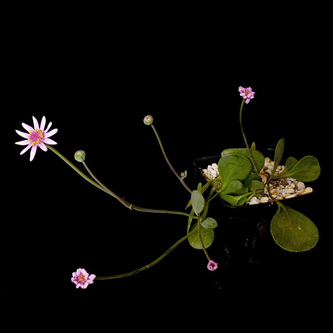 Othonna mixed-color hybrid