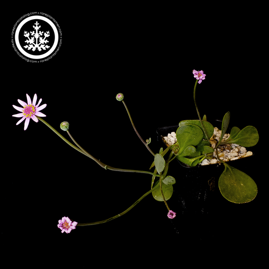 Othonna pink hybrid
