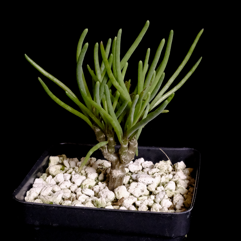 Othonna protecta
