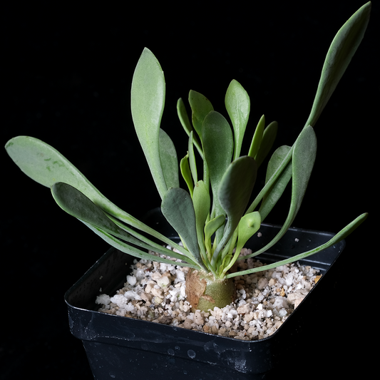 Othonna sp. nova aff. euphorbioides