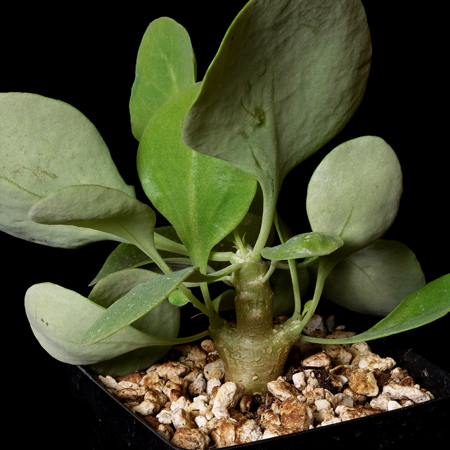 Othonna triplinervia