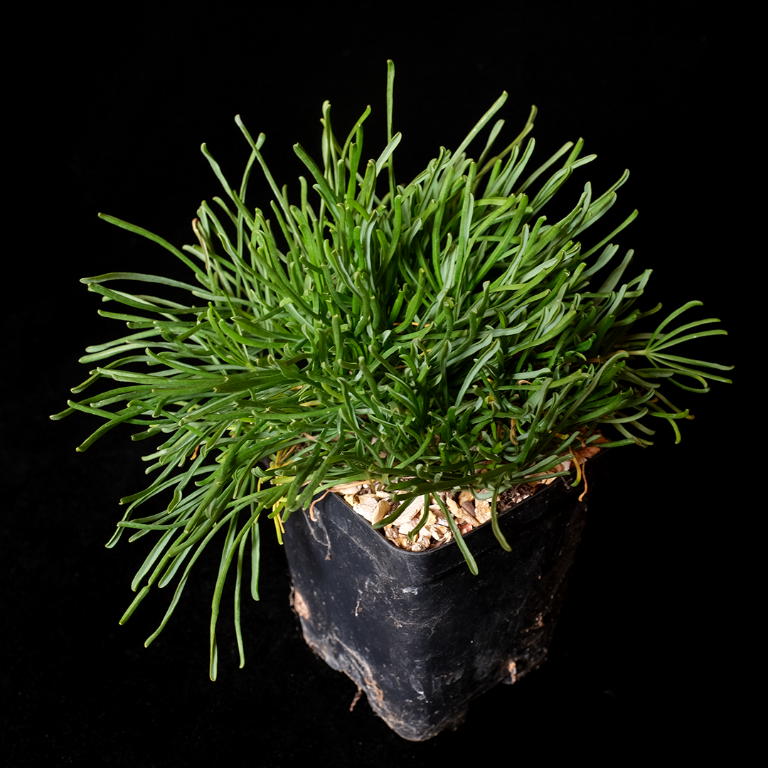 Oxalis polyphylla var. heptyphylla