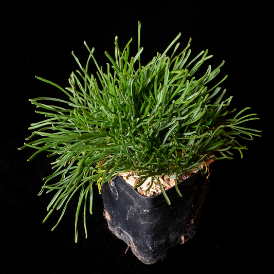 Oxalis polyphylla var. heptyphylla