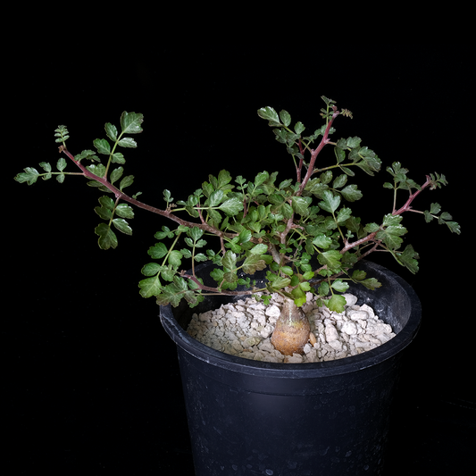 Pachycormus discolor