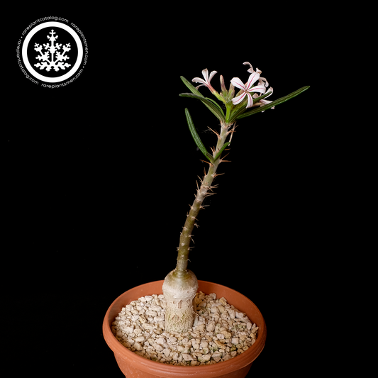 Pachypodium griquense