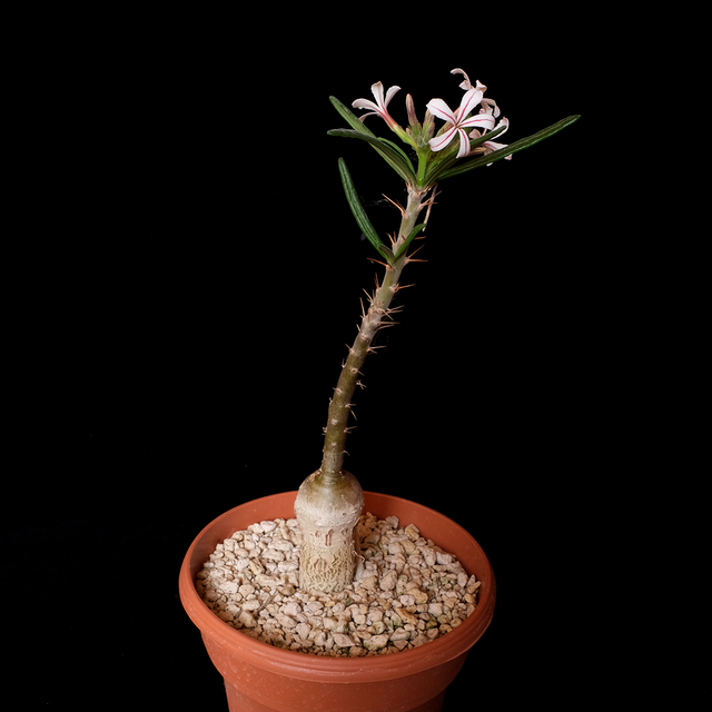 Pachypodium griquense