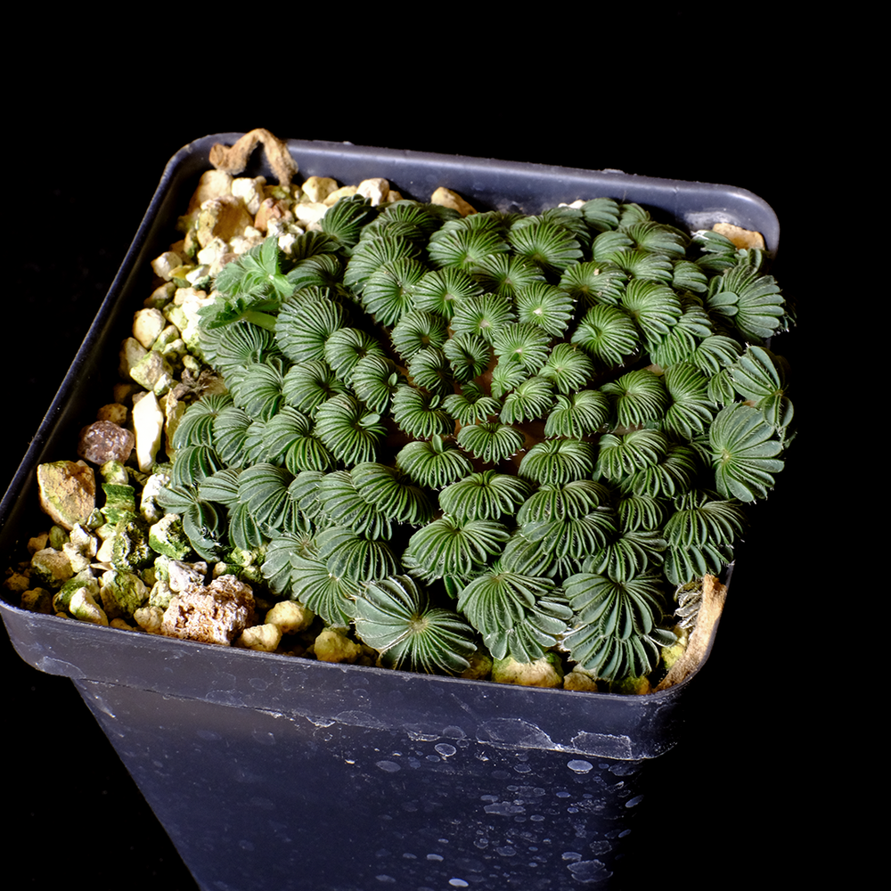 Oxalis palmifrons