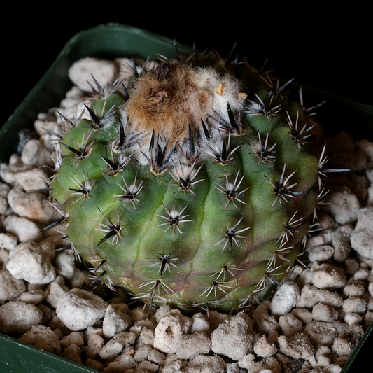Parodia occulta