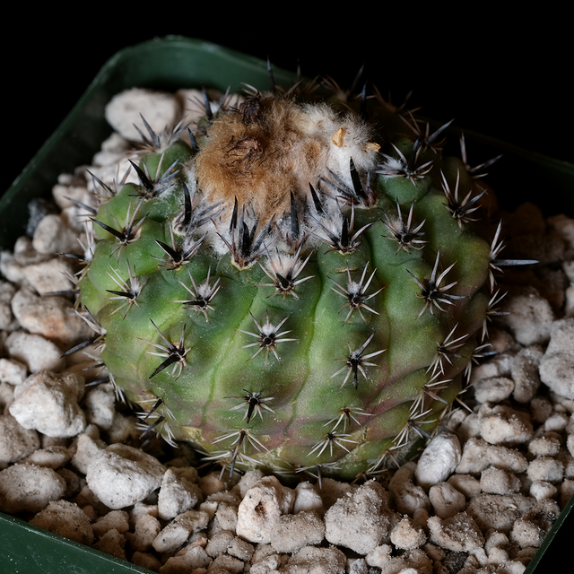 Parodia occulta