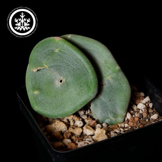 Pedilanthus macrocarpus crest