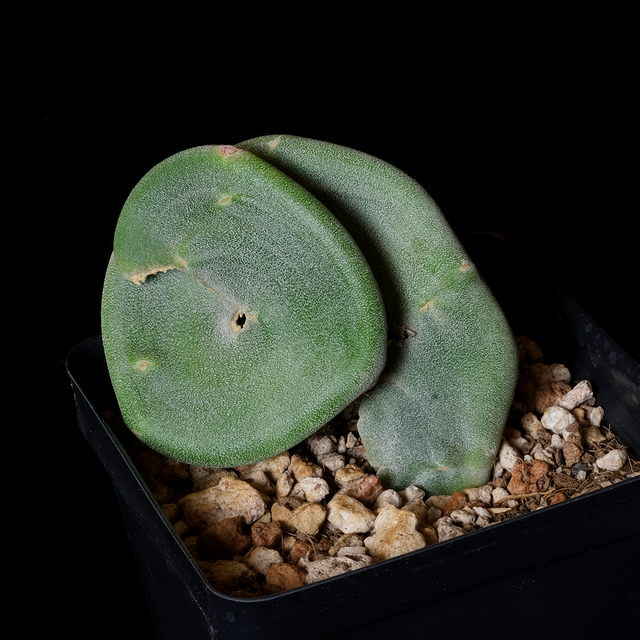 Pedilanthus macrocarpus crest