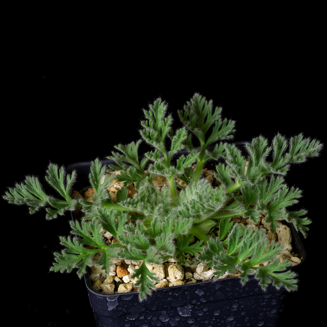 Pelargonium appendiculatum