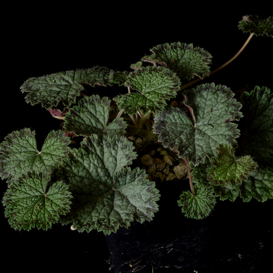 Pelargonium barklyi