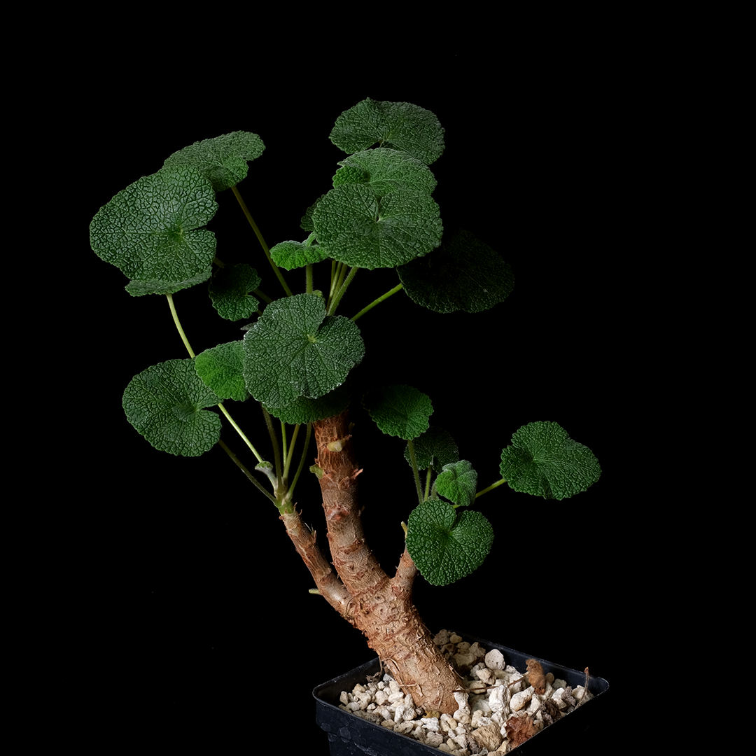 Pelargonium cotyledonis