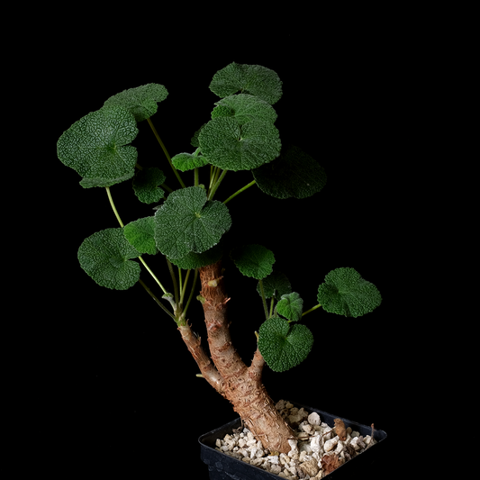 Pelargonium cotyledonis