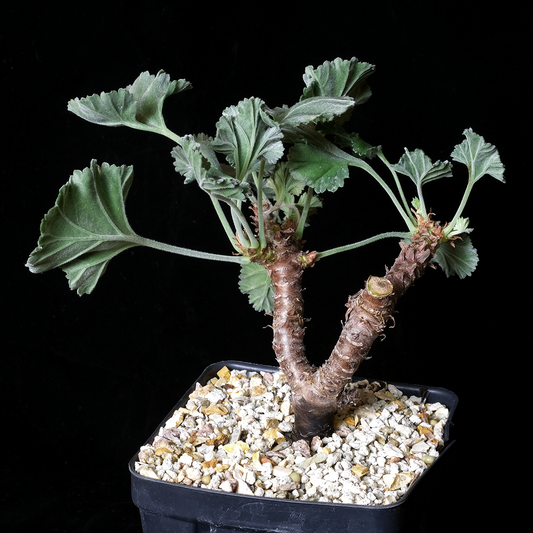 Pelargonium mirabile clone 1