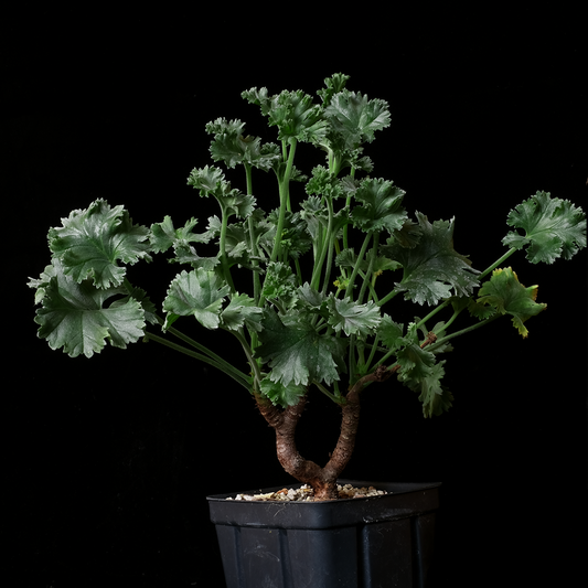 Pelargonium mirabile clone 2
