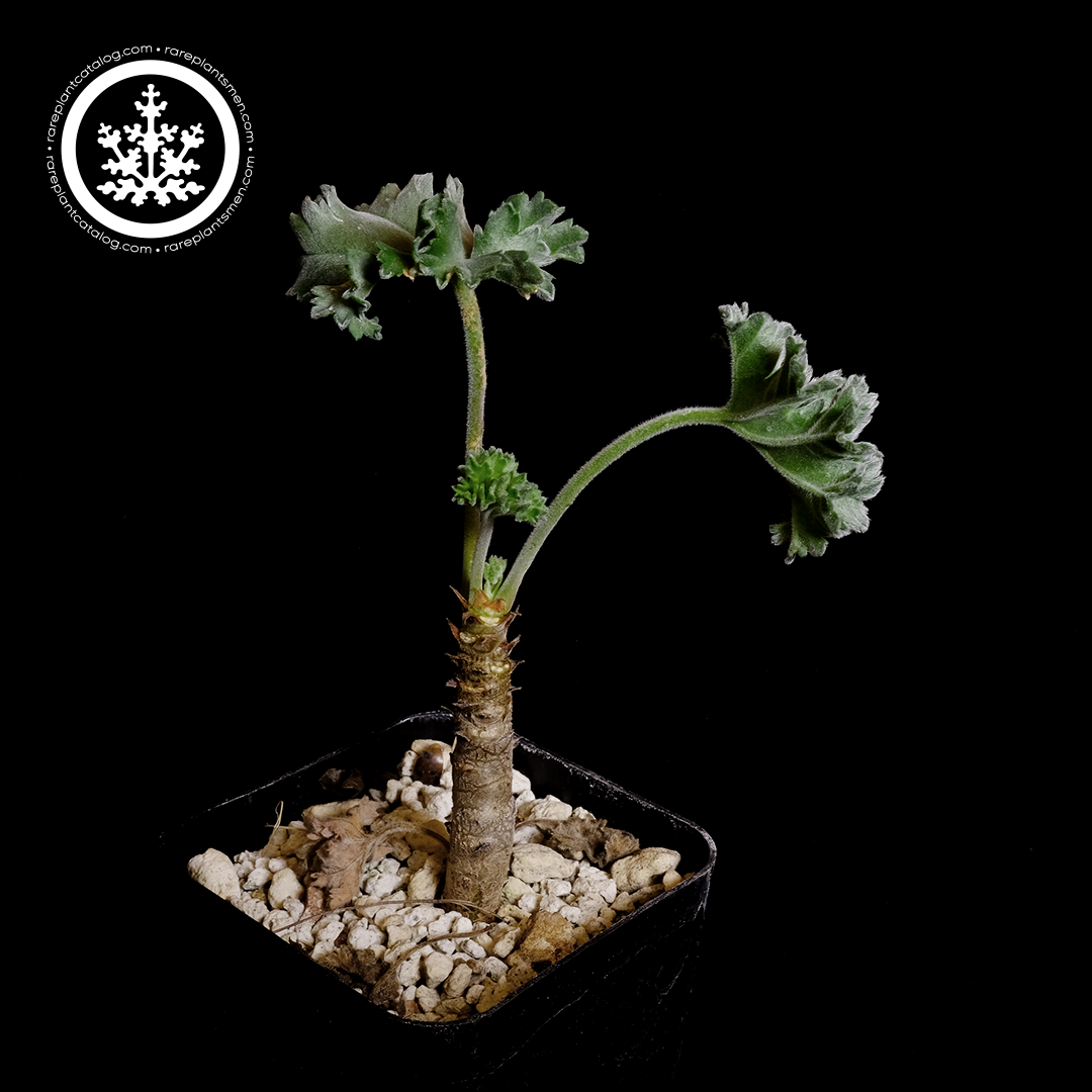Pelargonium mirabile