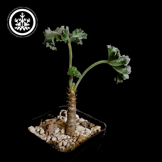 Pelargonium mirabile