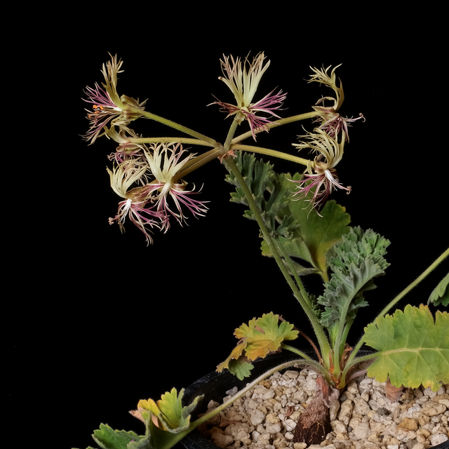 Pelargonium schizopetalum