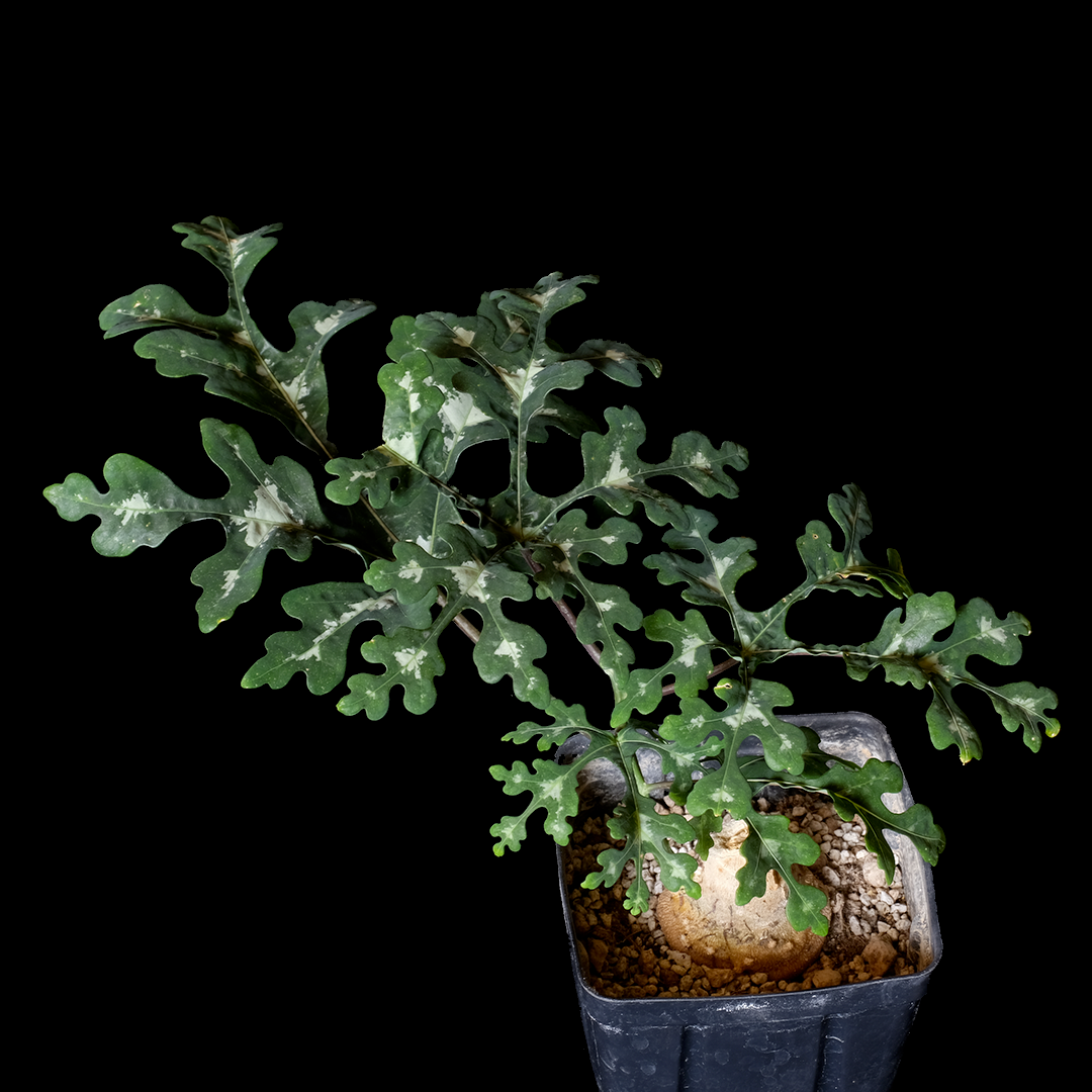 Adenia perrieri