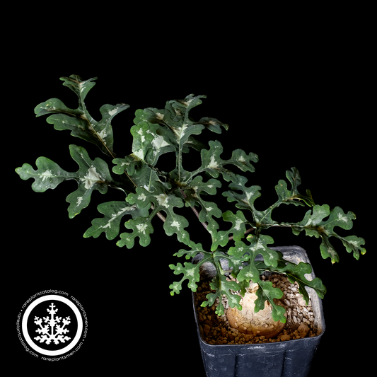 Adenia perrieri