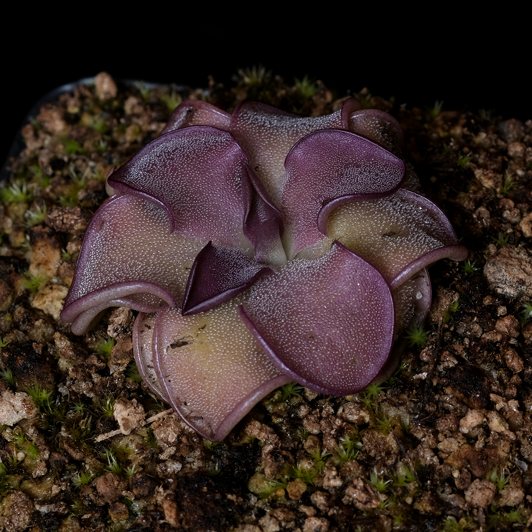 Pinguicula 'Mad Madam Mim'