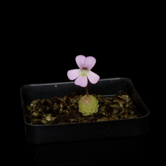 Pinguicula esseriana