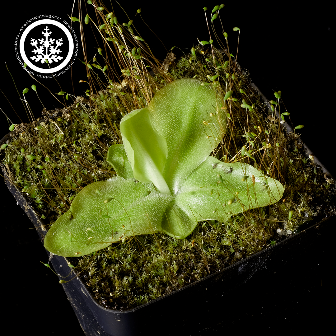 Pinguicula grandiflora