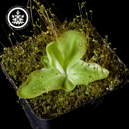 Pinguicula grandiflora