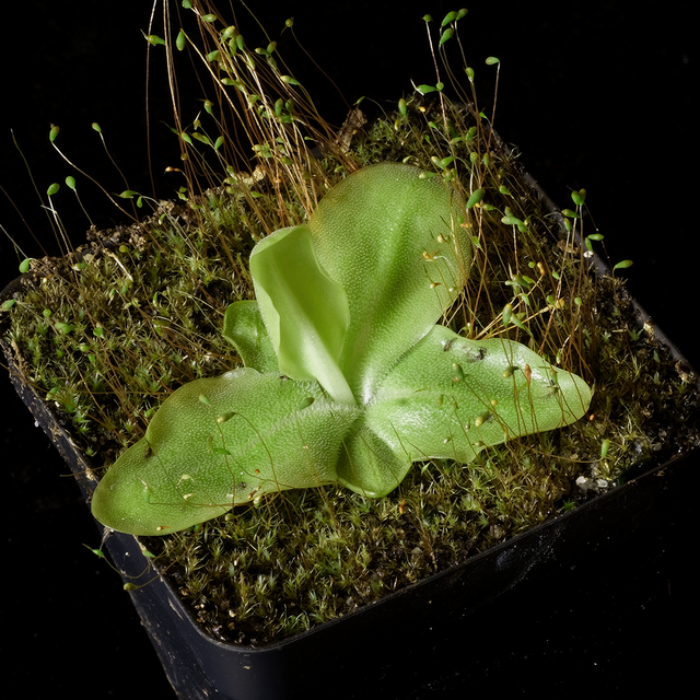Pinguicula grandiflora
