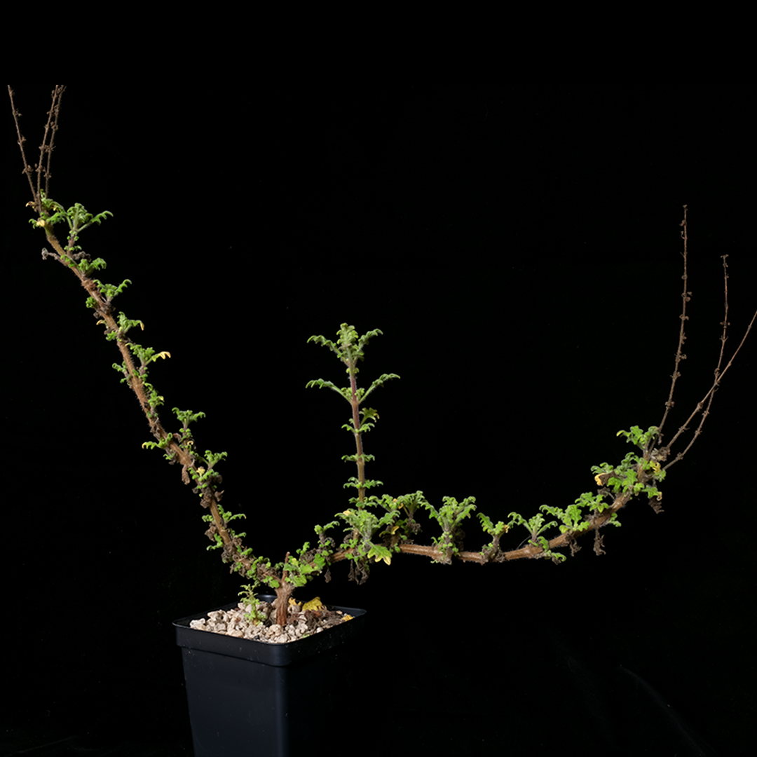 Plectranthus venteri