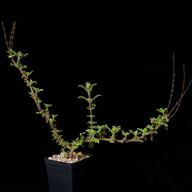 Plectranthus venteri