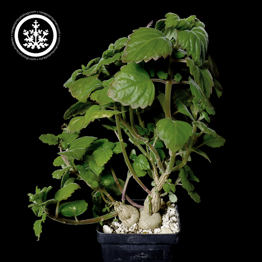 Plectranthus ernestii