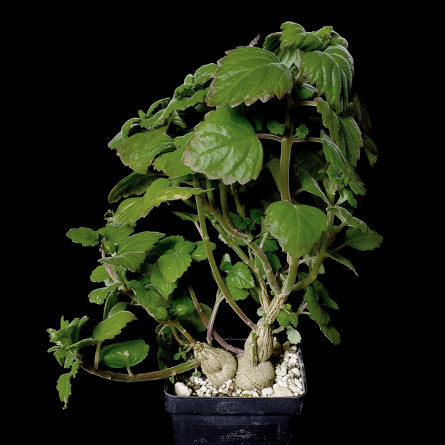 Plectranthus ernstii