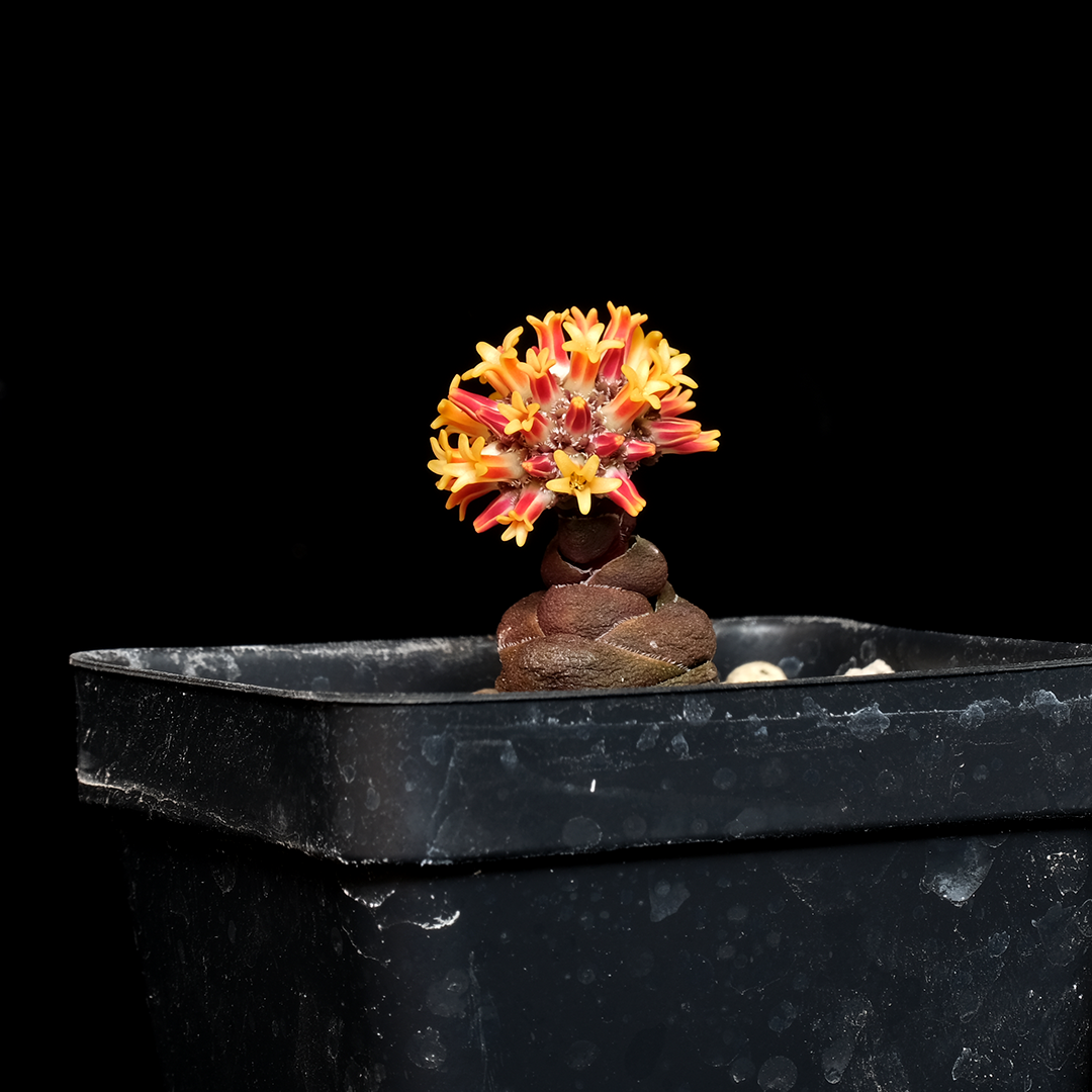 Crassula columnaris ssp. prolifera