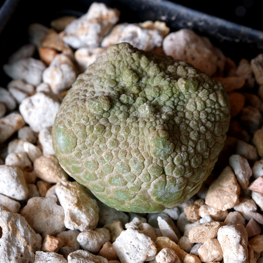 Pseudolithos cubiformis