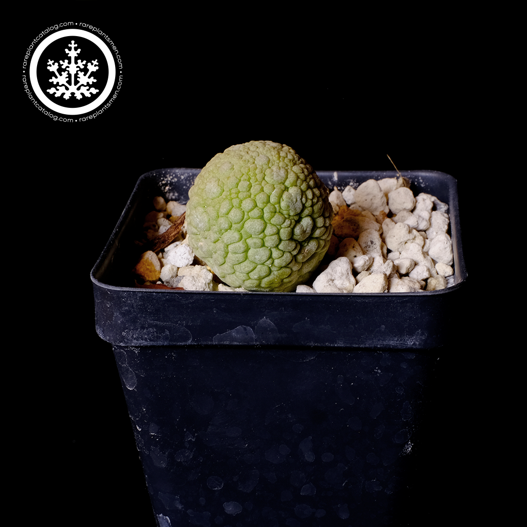 Pseudolithos miguirtinus