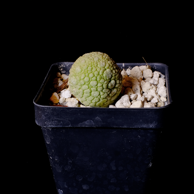 Pseudolithos migiurtinus
