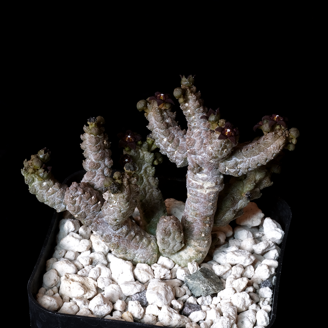 Pseudolithos mccoyi