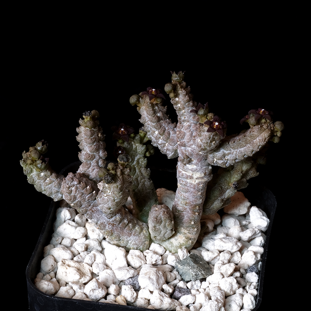 Pseudolithos mccoyi