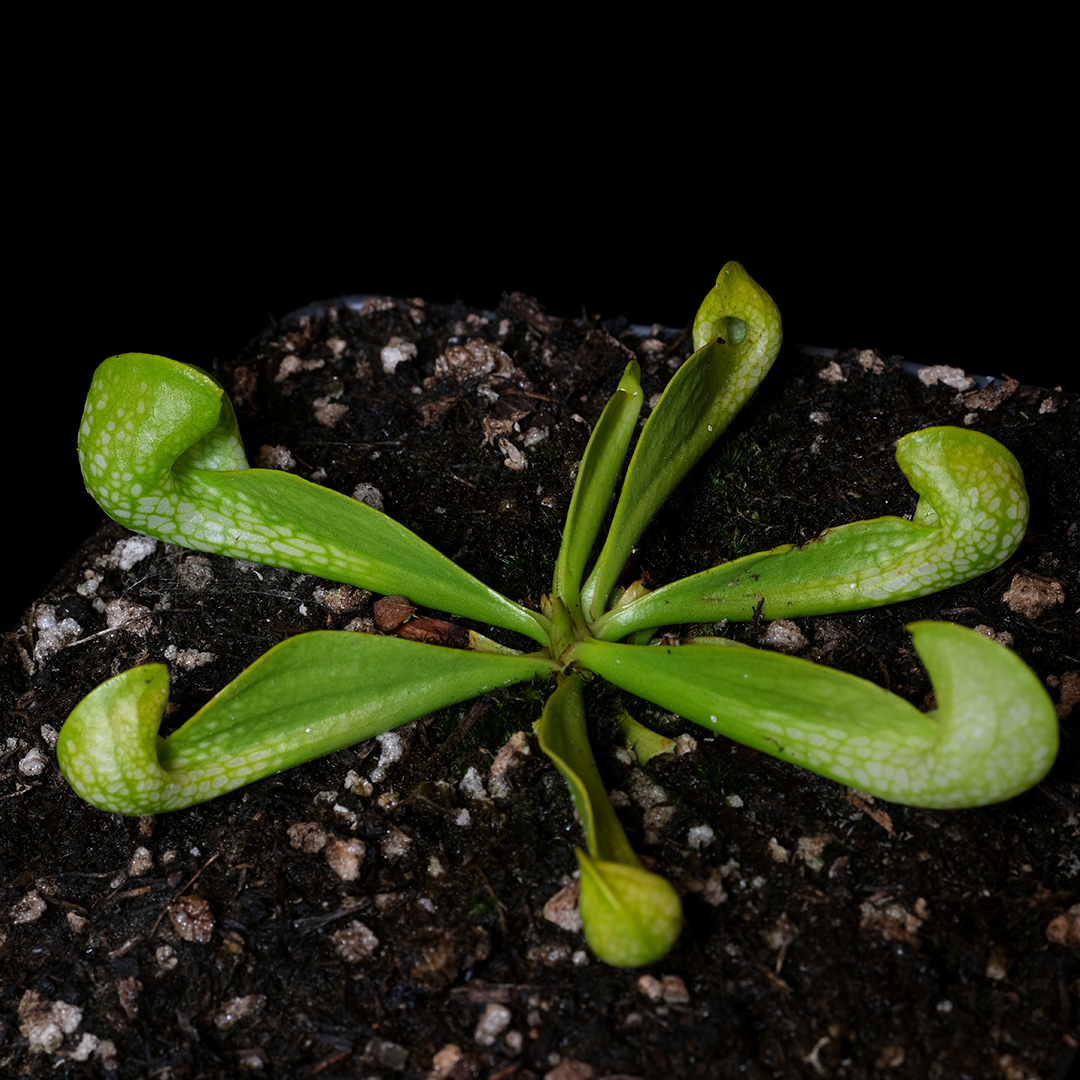 Sarracenia psittacina (Anthocyanin Free)