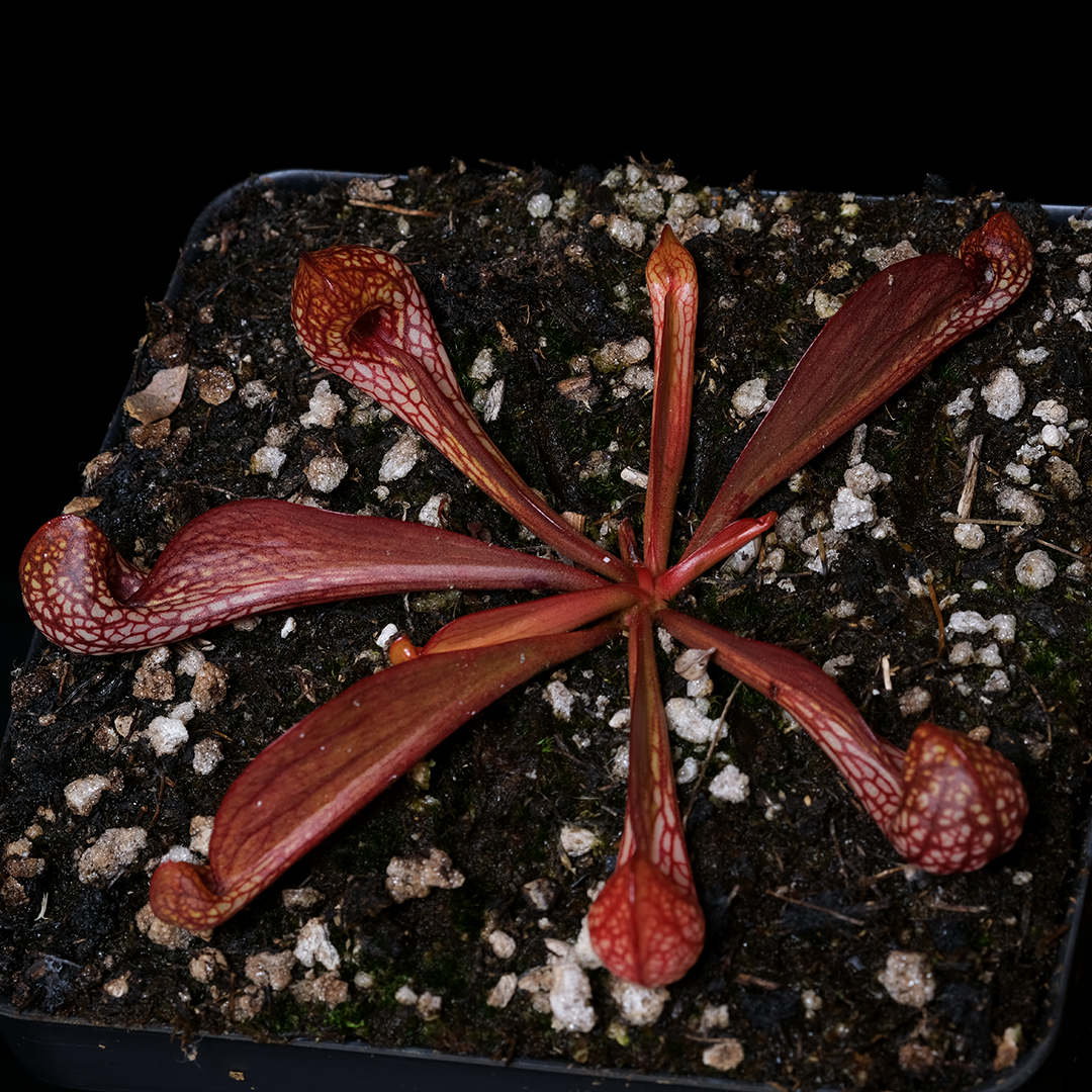 Sarracenia psittacina Perdido, Alabama