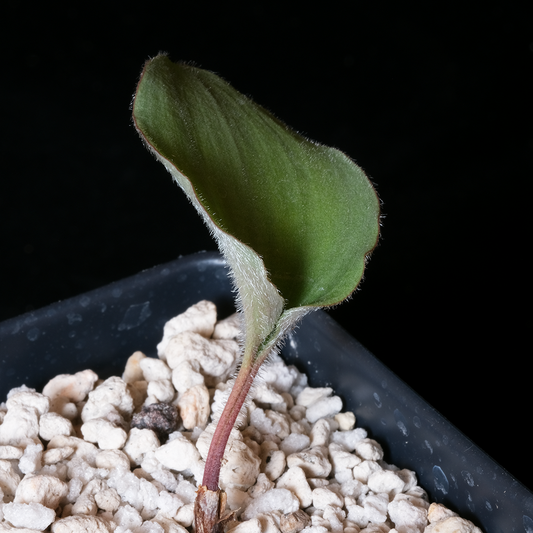 Eriospermum pubescens HBG73604