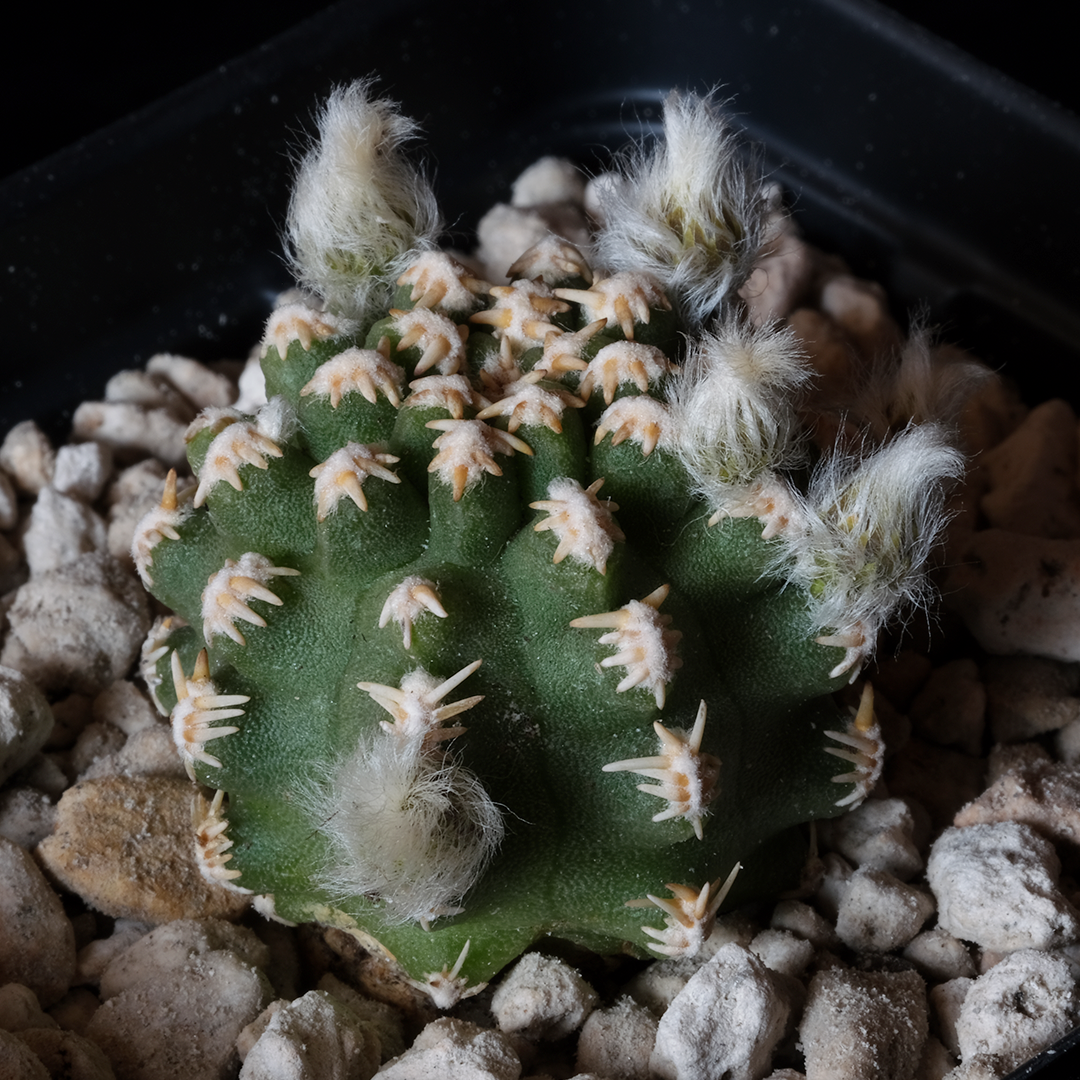 Pygmaeocereus bieblii