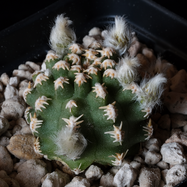 Pygmaeocereus bieblii